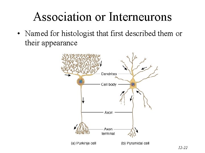 Association or Interneurons • Named for histologist that first described them or their appearance