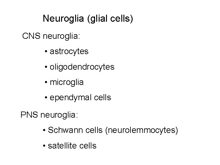 Neuroglia (glial cells) CNS neuroglia: • astrocytes • oligodendrocytes • microglia • ependymal cells
