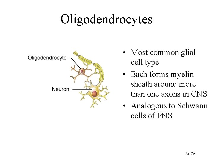 Oligodendrocytes • Most common glial cell type • Each forms myelin sheath around more