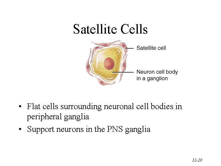 Satellite Cells • Flat cells surrounding neuronal cell bodies in peripheral ganglia • Support