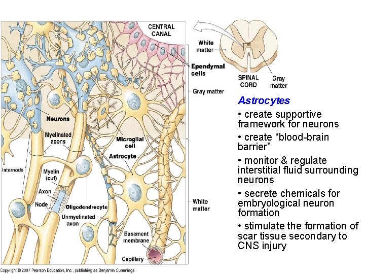 Astrocytes • create supportive framework for neurons • create “blood-brain barrier” • monitor &