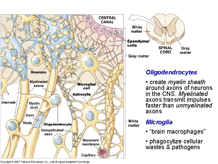 Oligodendrocytes • create myelin sheath around axons of neurons in the CNS. Myelinated axons