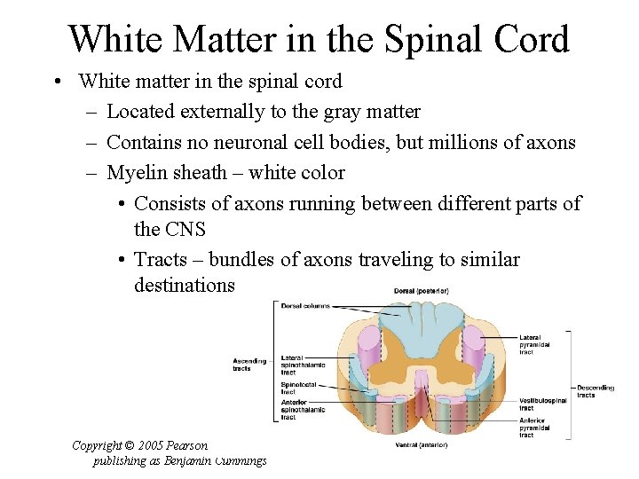 White Matter in the Spinal Cord • White matter in the spinal cord –