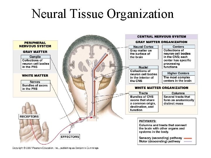 Neural Tissue Organization 