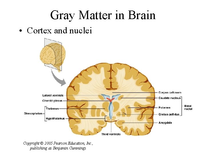 Gray Matter in Brain • Cortex and nuclei Copyright © 2005 Pearson Education, Inc.