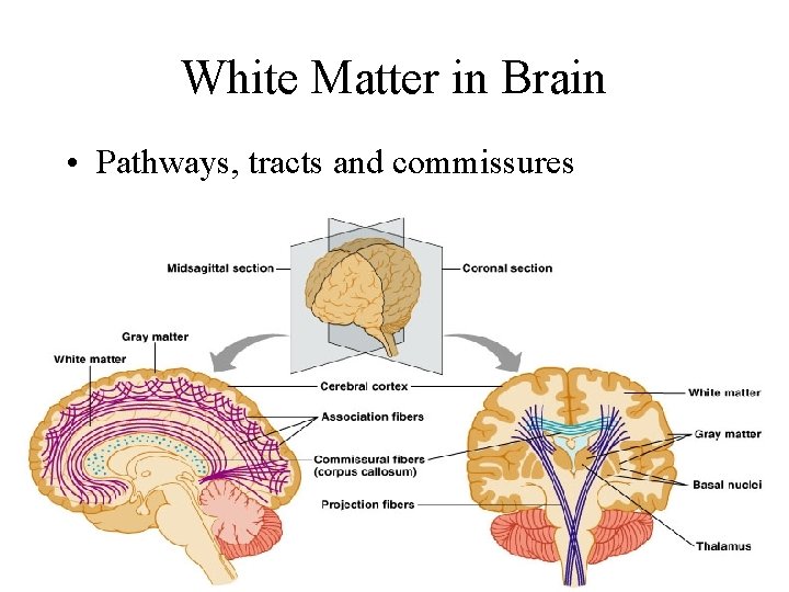 White Matter in Brain • Pathways, tracts and commissures Copyright © 2005 Pearson Education,