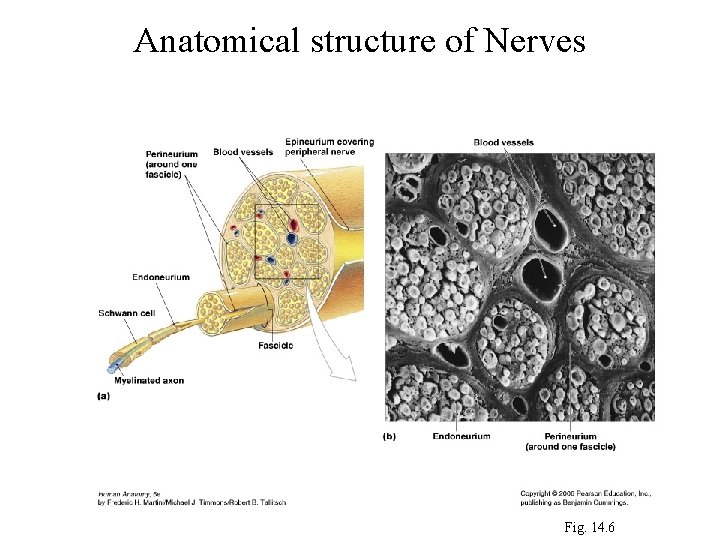 Anatomical structure of Nerves Fig. 14. 6 