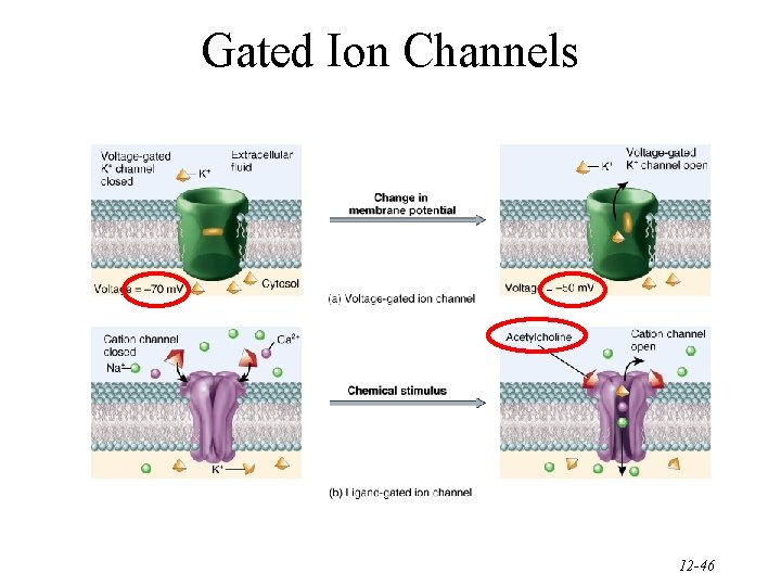 Gated Ion Channels 12 -46 