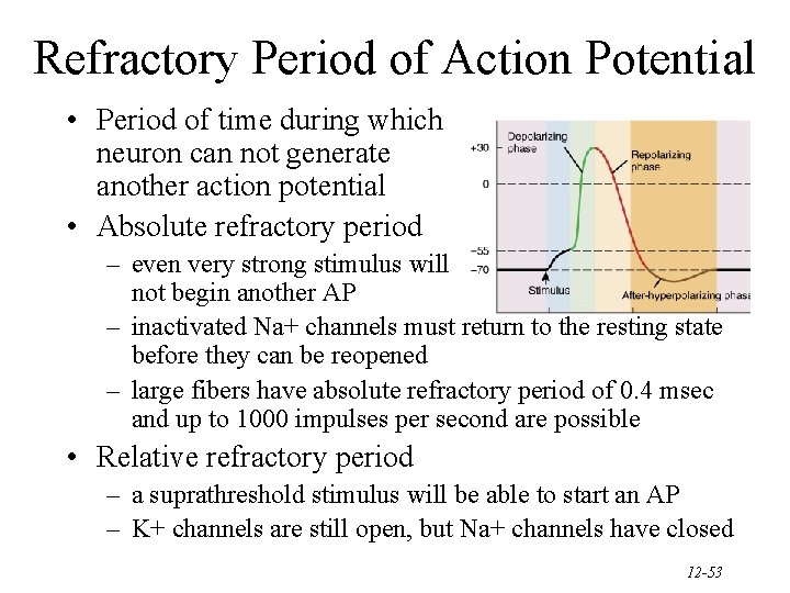 Refractory Period of Action Potential • Period of time during which neuron can not