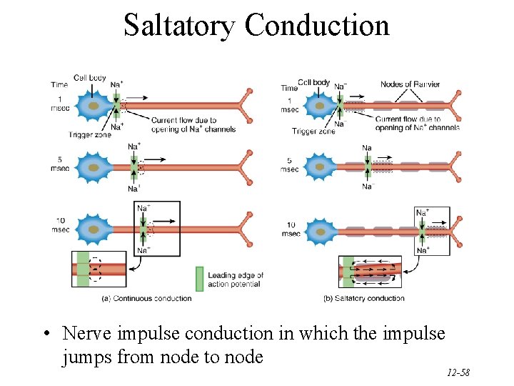 Saltatory Conduction • Nerve impulse conduction in which the impulse jumps from node to