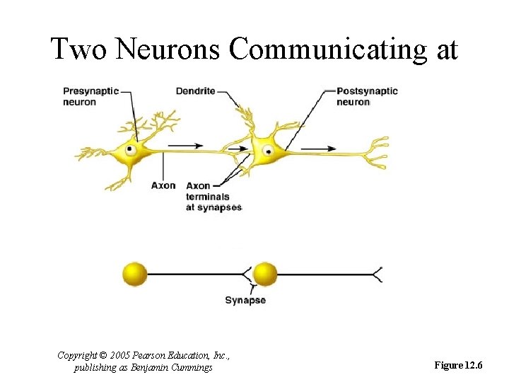 Two Neurons Communicating at a Synapse Copyright © 2005 Pearson Education, Inc. , publishing