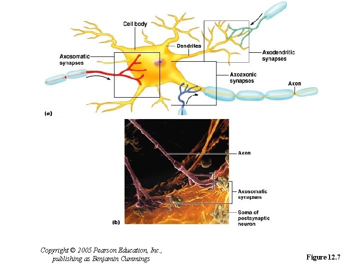 Types of Synapses Copyright © 2005 Pearson Education, Inc. , publishing as Benjamin Cummings