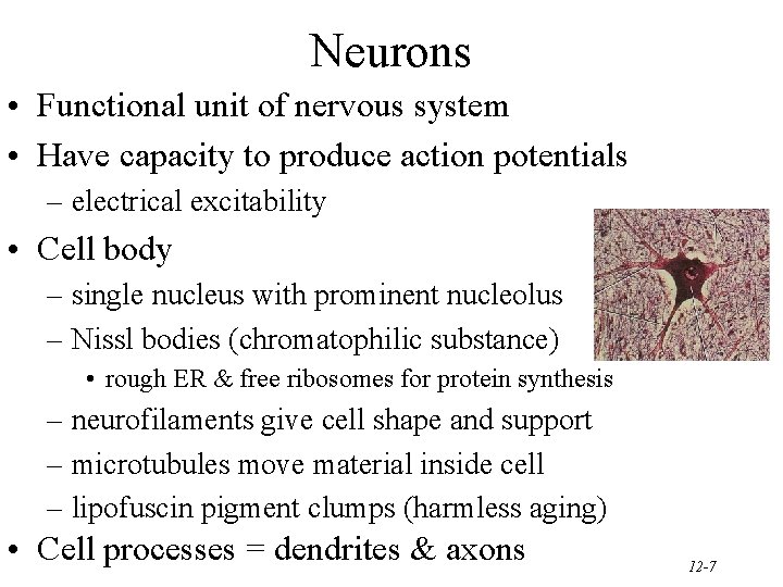 Neurons • Functional unit of nervous system • Have capacity to produce action potentials