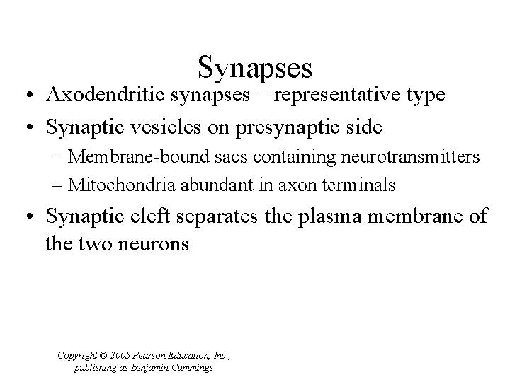 Synapses • Axodendritic synapses – representative type • Synaptic vesicles on presynaptic side –