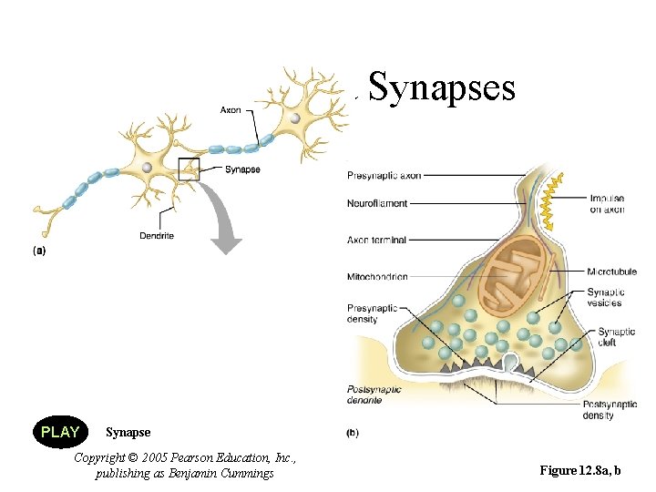 Structure of a Synapses PLAY Synapse Copyright © 2005 Pearson Education, Inc. , publishing