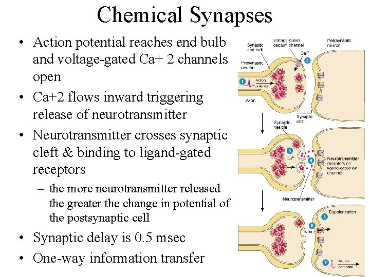 Chemical Synapses • Action potential reaches end bulb and voltage-gated Ca+ 2 channels open