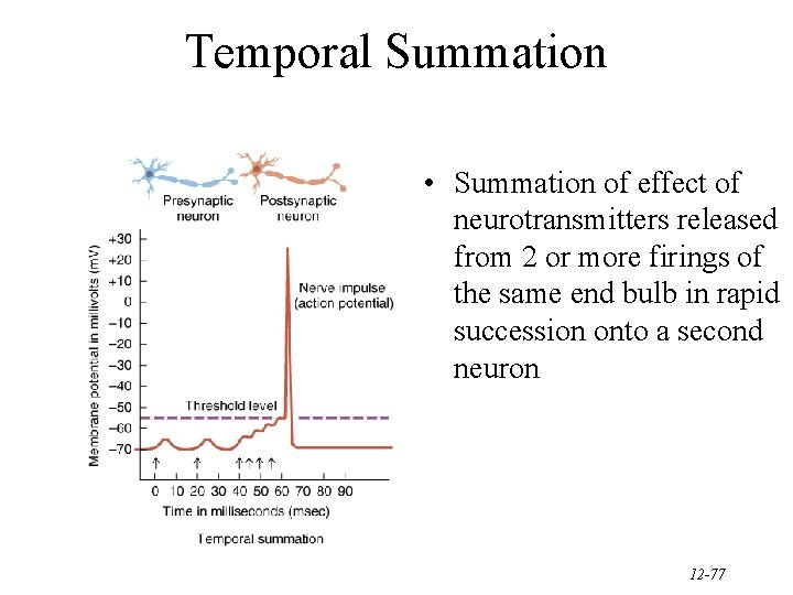 Temporal Summation • Summation of effect of neurotransmitters released from 2 or more firings