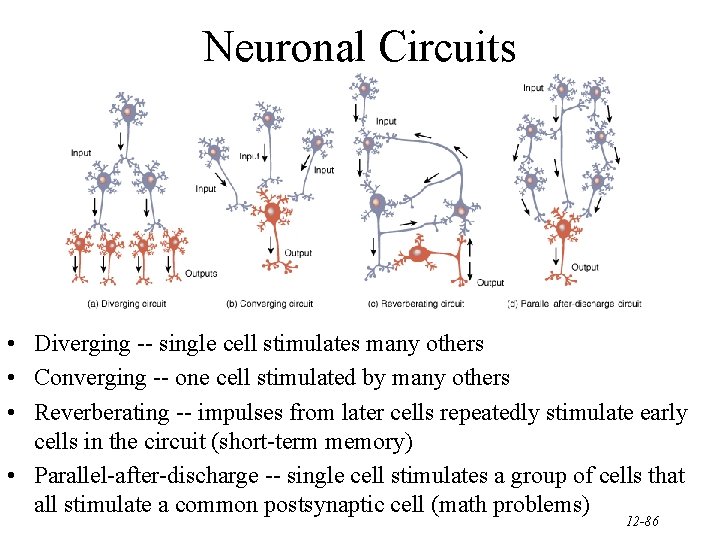 Neuronal Circuits • Diverging -- single cell stimulates many others • Converging -- one