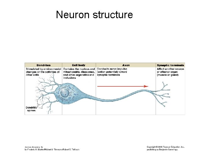 Neuron structure 