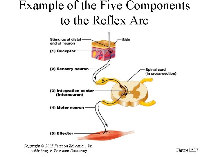 Example of the Five Components to the Reflex Arc Copyright © 2005 Pearson Education,