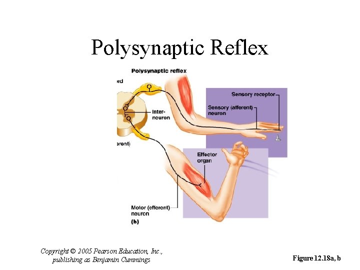 Polysynaptic Reflex Copyright © 2005 Pearson Education, Inc. , publishing as Benjamin Cummings Figure