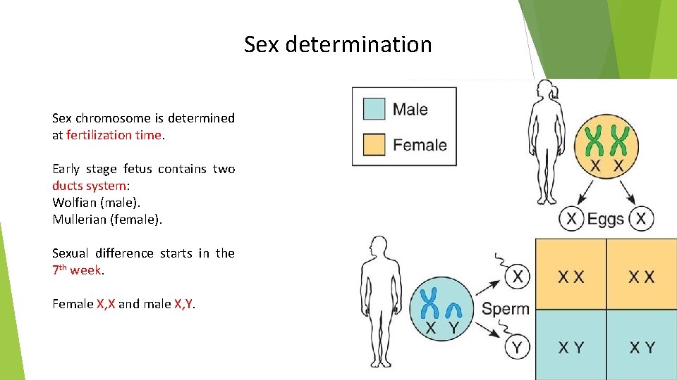 Sex determination Sex chromosome is determined at fertilization time. Early stage fetus contains two