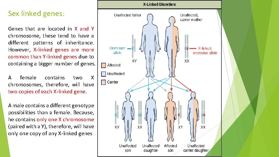 Sex linked genes: Genes that are located in X and Y chromosome, these tend