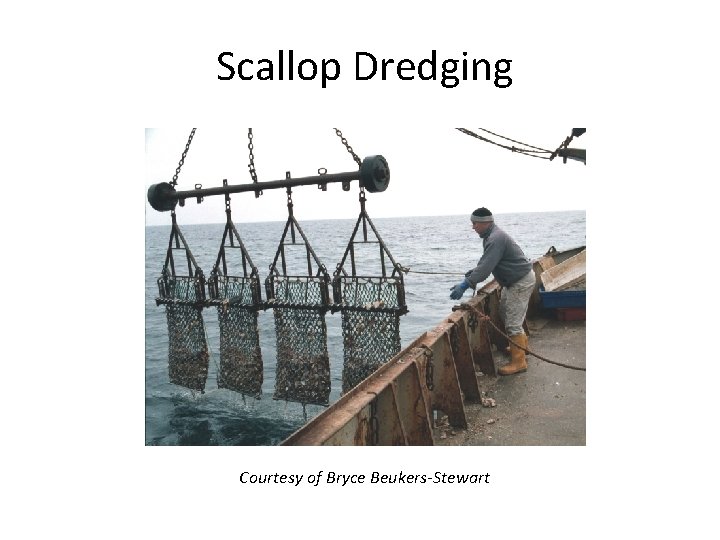 Scallop Dredging Courtesy of Bryce Beukers-Stewart 