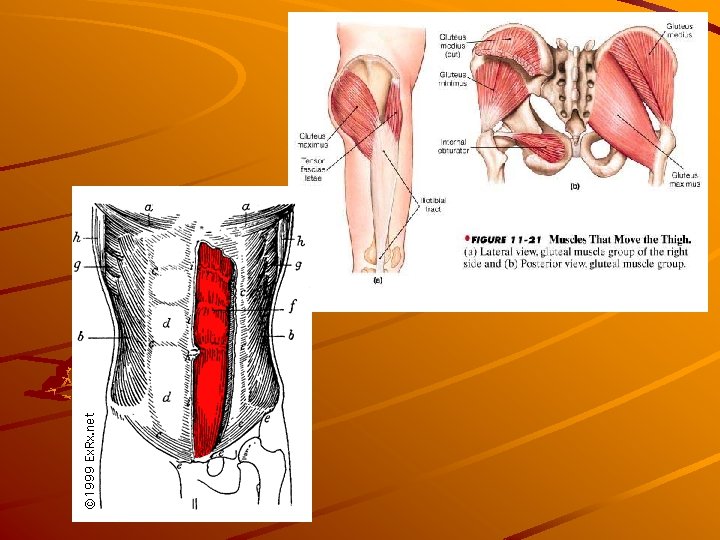 Muscle Kinesiology Anatomy Physiology Who came up with