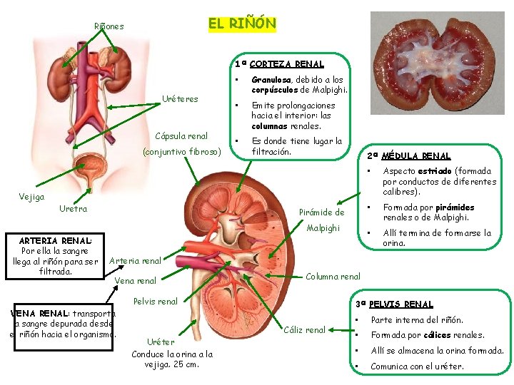 EL RIÑÓN Riñones 1ª CORTEZA RENAL Uréteres Cápsula renal (conjuntivo fibroso) • Granulosa, debido