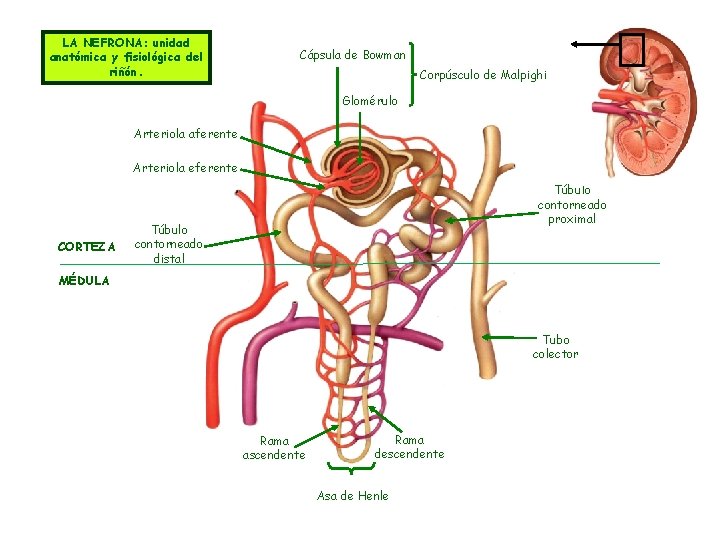 LA NEFRONA: unidad anatómica y fisiológica del riñón. Cápsula de Bowman Corpúsculo de Malpighi