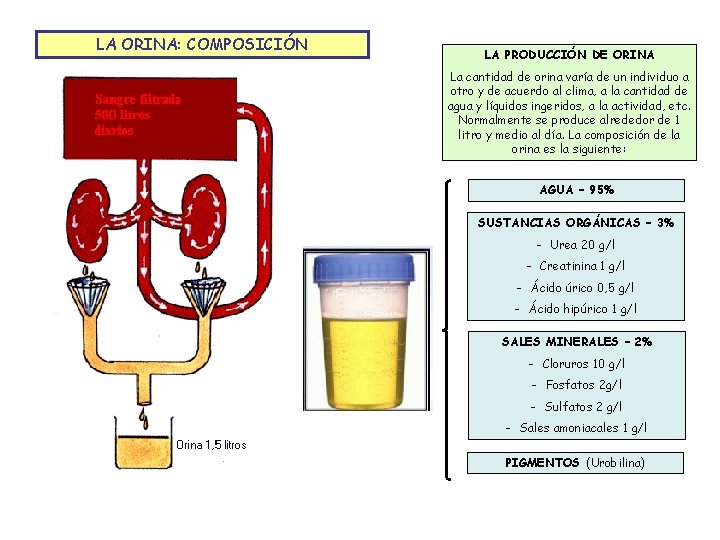 LA ORINA: COMPOSICIÓN LA PRODUCCIÓN DE ORINA La cantidad de orina varía de un