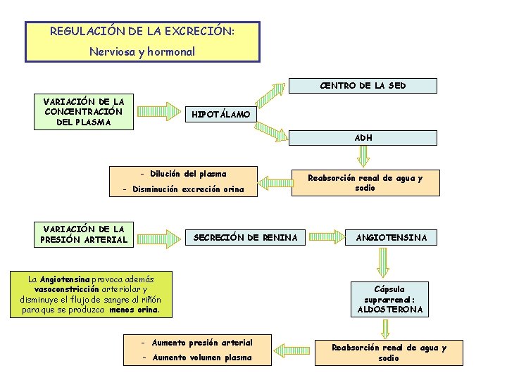 REGULACIÓN DE LA EXCRECIÓN: Nerviosa y hormonal CENTRO DE LA SED VARIACIÓN DE LA