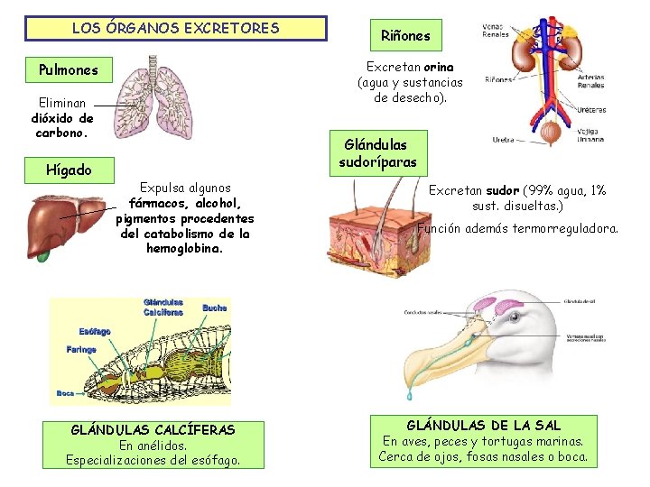 LOS ÓRGANOS EXCRETORES Excretan orina (agua y sustancias de desecho). Pulmones Eliminan dióxido de