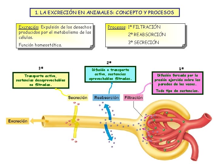 1. LA EXCRECIÓN EN ANIMALES: CONCEPTO Y PROCESOS Excreción: Expulsión de los desechos producidos