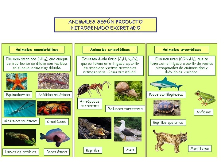 ANIMALES SEGÚN PRODUCTO NITROGENADO EXCRETADO Animales amoniotélicos Animales uricotélicos Animales ureotélicos Eliminan amoniaco (NH