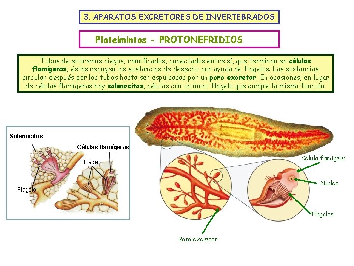 3. APARATOS EXCRETORES DE INVERTEBRADOS Platelmintos - PROTONEFRIDIOS Tubos de extremos ciegos, ramificados, conectados