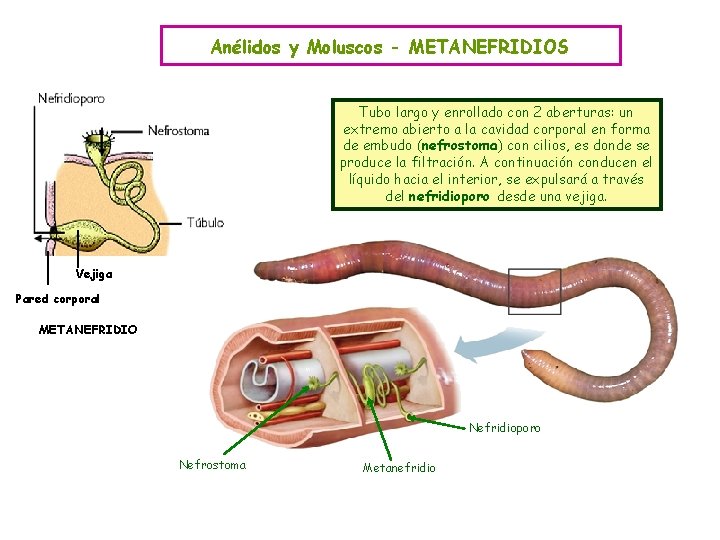 Anélidos y Moluscos - METANEFRIDIOS Tubo largo y enrollado con 2 aberturas: un extremo