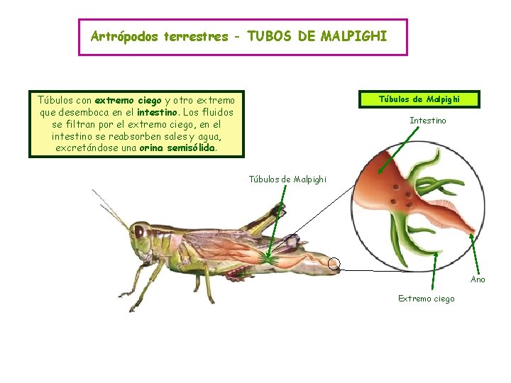 Artrópodos terrestres - TUBOS DE MALPIGHI Túbulos con extremo ciego y otro extremo que