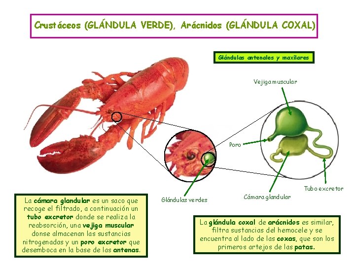 Crustáceos (GLÁNDULA VERDE), Arácnidos (GLÁNDULA COXAL) Glándulas antenales y maxilares Vejiga muscular Poro Tubo