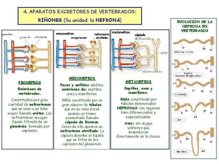 4. APARATOS EXCRETORES DE VERTEBRADOS: RIÑONES (Su unidad: la NEFRONA) PRONEFROS Embriones de vertebrados.