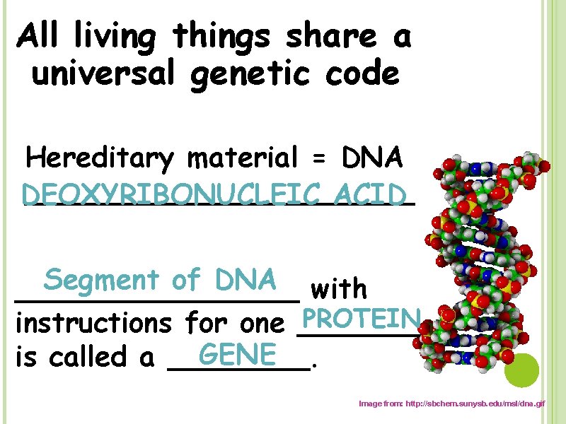 All living things share a universal genetic code Hereditary material = DNA ___________ DEOXYRIBONUCLEIC