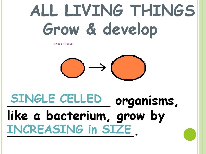 ALL LIVING THINGS Grow & develop IMAGE BY RIEDELL SINGLE CELLED organisms, _______ like