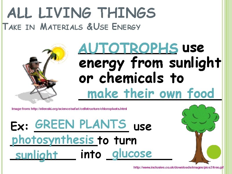 ALL LIVING THINGS TAKE IN MATERIALS & USE ENERGY ______ use AUTOTROPHS energy from