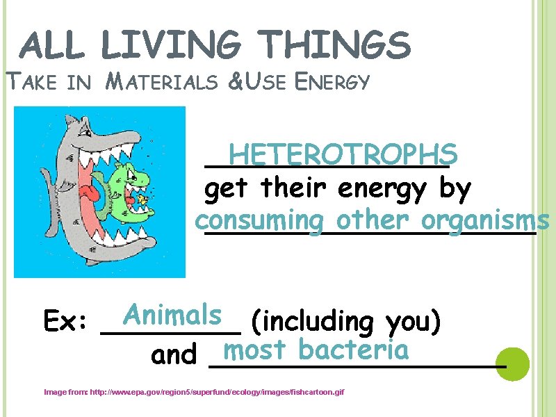 ALL LIVING THINGS TAKE IN MATERIALS & USE ENERGY _______ HETEROTROPHS get their energy