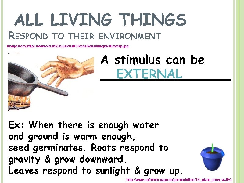 ALL LIVING THINGS RESPOND TO THEIR ENVIRONMENT Image from: http: //www. ccs. k 12.