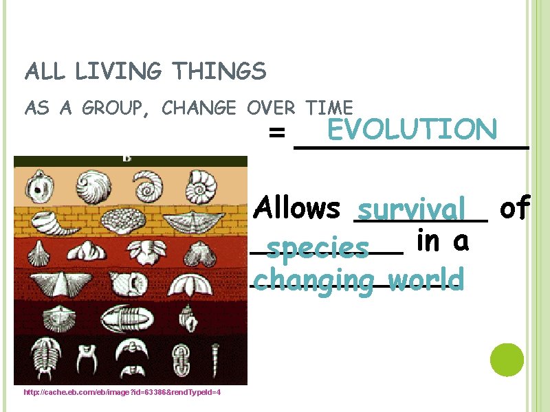 ALL LIVING THINGS AS A GROUP, CHANGE OVER TIME EVOLUTION = _______ Allows _______