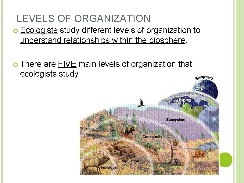 LEVELS OF ORGANIZATION Ecologists study different levels of organization to understand relationships within the