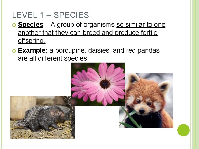 LEVEL 1 – SPECIES Species – A group of organisms so similar to one