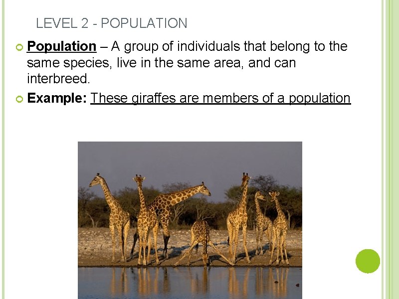 LEVEL 2 - POPULATION Population – A group of individuals that belong to the